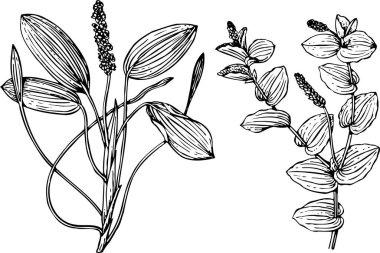 vektör bitkisel çiçekler. Bahar çiçeği, mürekkep izole edilmiş..