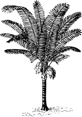 Palmiye ağacı, siyah ve beyaz, vektör