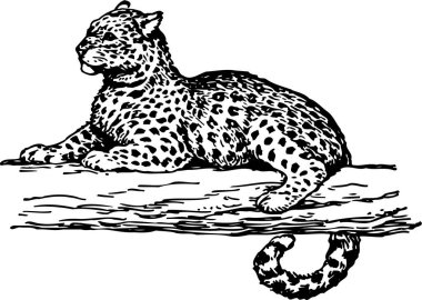 Çitanın vektör çizimi