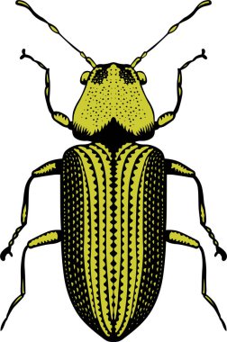 Böceğin vektör çizimi 