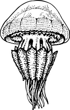 denizanası vektör illüstrasyon görünümü