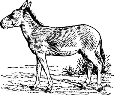 Bir eşeğin resmi. Klasik oyma. Kabartma