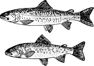 Balıkların vektör illüstrasyonu