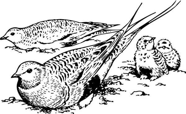 Ilustração Vetorial Preto Branco Pássaro —  Vetores de Stock