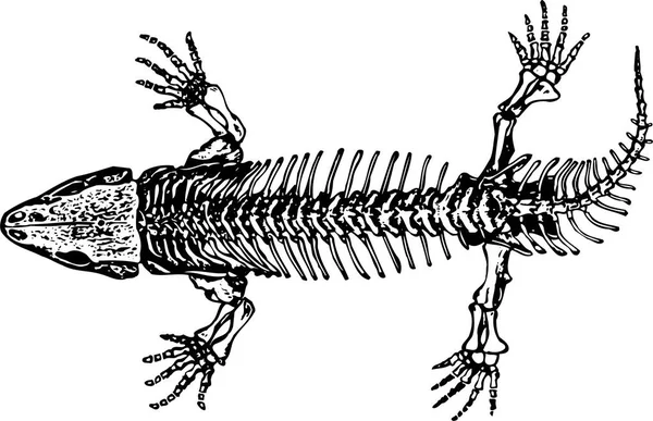 カエルの黒と白の手描きの漫画のベクターイラスト — ストックベクタ