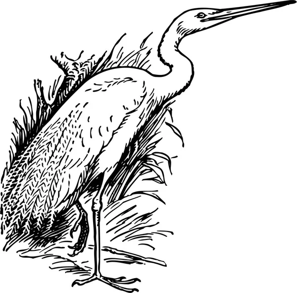 Vector Illustration Heron Bird — Stock Vector