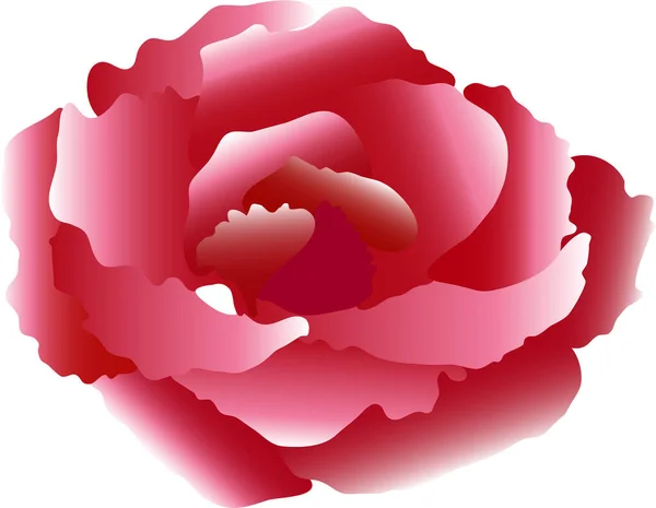 被白色背景隔离的玫瑰 — 图库矢量图片