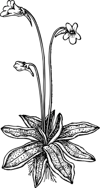 Vector Blanco Negro Ilustración Una Flor — Archivo Imágenes Vectoriales