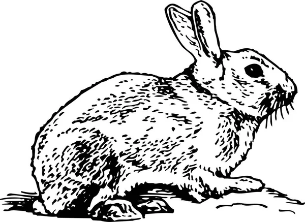 Vektorskizze Eines Kaninchens — Stockvektor
