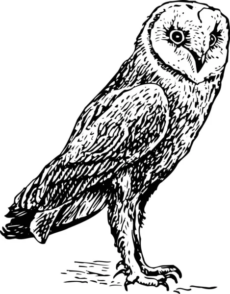Чорно Біла Ілюстрація Совиного Птаха — стоковий вектор