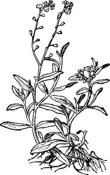 Ilustración Con Plantas Flores — Archivo Imágenes Vectoriales