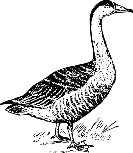 Ilustração Vetorial Preto Branco Pássaro — Vetor de Stock