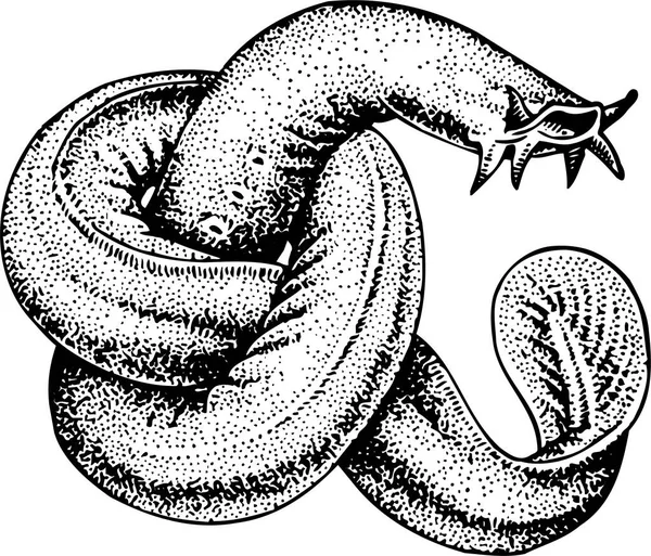 Czarno Biała Ilustracja Węża — Wektor stockowy