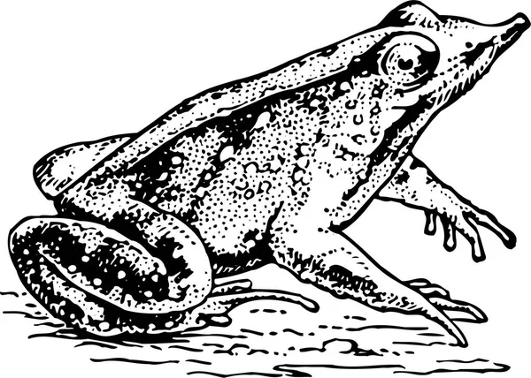 Vektorové Ilustrace Žába — Stockový vektor
