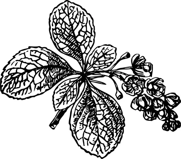 Svart Och Vit Vektor Illustration Vacker Växt Med Blad — Stock vektor