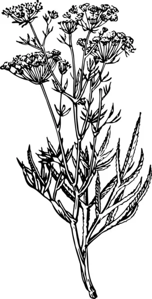 Black White Sketch Flowers White Background — Stock Vector