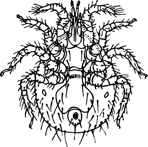 Vektorová Ruka Nakreslila Kresbu Kreslené Chobotnice Omalovánky — Stockový vektor