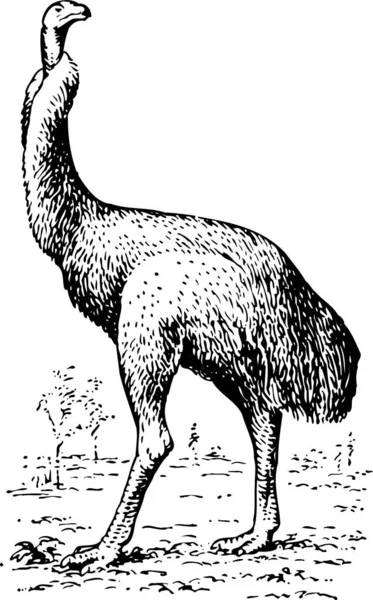 Illustrazione Vettoriale Bianco Nero Dell Uccello — Vettoriale Stock