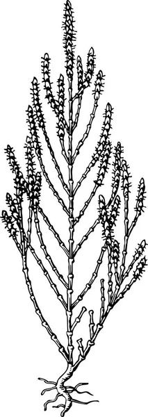 Ασπρόμαυρη Διανυσματική Απεικόνιση Του Φυτού — Διανυσματικό Αρχείο