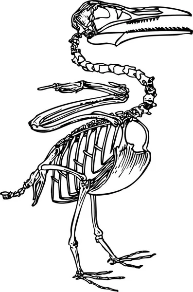 Bir Iskeletin Kafatası Vektör Çizimi — Stok Vektör