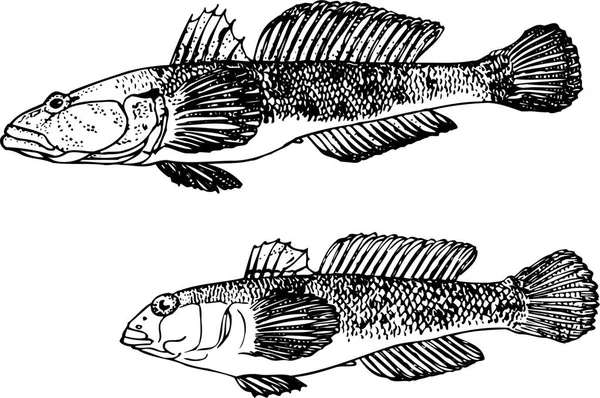 Vector Illustration Fish White Background Black White — Stock Vector