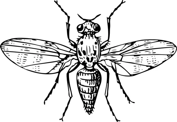 Vektorová Kresba Hmyzu — Stockový vektor