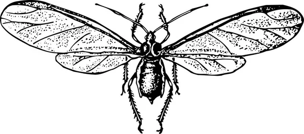 Ilustrace Černobílého Motýla — Stockový vektor