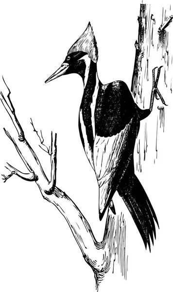 Schwarz Weiße Vektorillustration Eines Vogels — Stockvektor