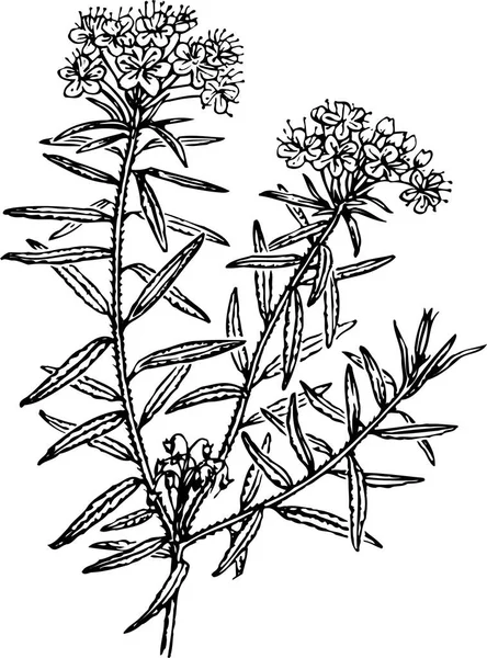 Ручной Рисунок Черных Цветов Листьев — стоковый вектор