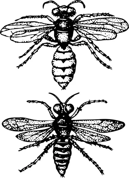 Vektorsatz Der Biene — Stockvektor