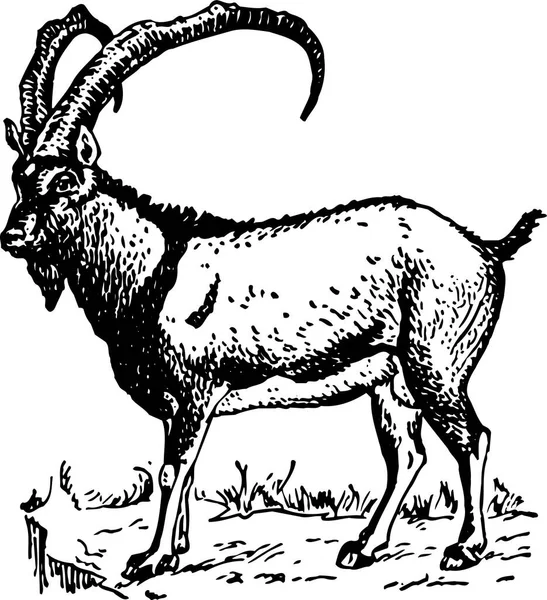 Ilustración Vectorial Una Cabra — Vector de stock