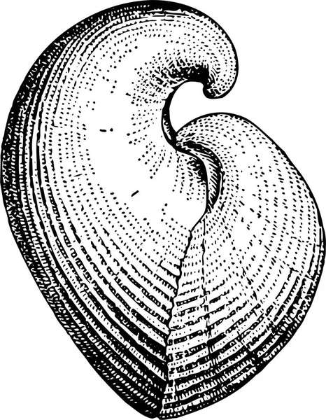 黒と白の例外コルンバのイラストは 白で単離された家族の化石海洋牡蠣の絶滅した遺伝子です — ストックベクタ