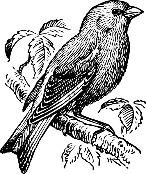 Black White Vector Illustration Bird — Stock Vector