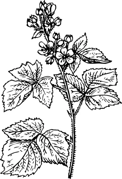 Vector Black White Engraved Floral Botanical Flowers Leaves Isolated White — Stock Vector