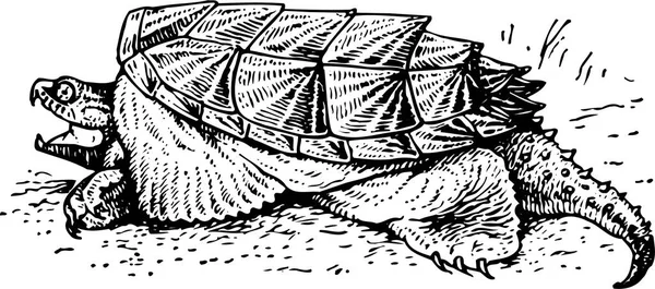 Απεικόνιση Μιας Μαύρης Και Λευκής Χελώνας — Διανυσματικό Αρχείο