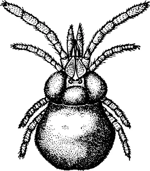 Ασπρόμαυρο Διάνυσμα Μυρμηγκιού — Διανυσματικό Αρχείο
