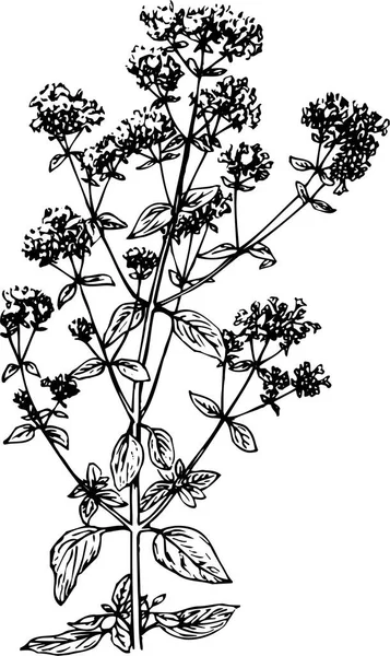 Vector Blanco Negro Grabado Flores Botánicas Florales Hojas Aisladas Sobre — Vector de stock