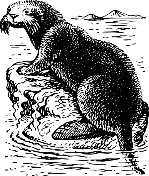 Векторная Иллюстрация Морского Льва — стоковый вектор