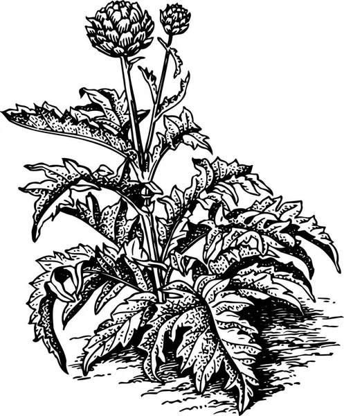 Черно Белая Векторная Иллюстрация Красивого Растения Листьями — стоковый вектор