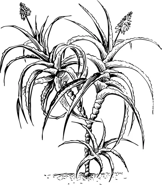 Ilustración Vectorial Blanco Negro Hermosa Planta Con Hojas — Archivo Imágenes Vectoriales