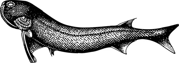 Black White Drawing Fish Illustration — Stock Vector