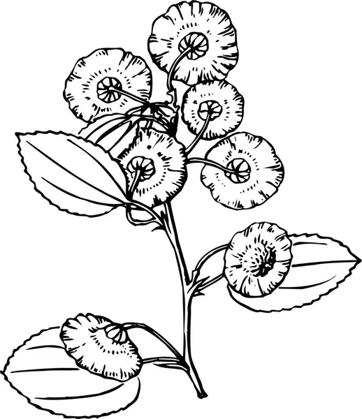 Ilustração Vetorial Flor — Vetor de Stock