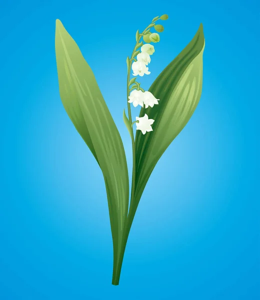 Biały Lilia Kwiat Wektor Tło — Wektor stockowy