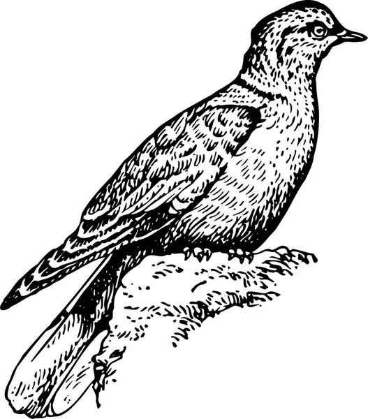 Černobílá Ilustrace Ptáka — Stockový vektor
