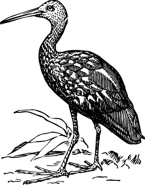 Vectorbeeld Zwart Wit Afbeelding Van Vogel — Stockvector