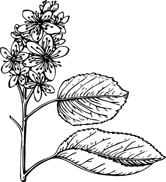 Ilustração Vetor Preto Branco Planta Bonita Com Folhas —  Vetores de Stock