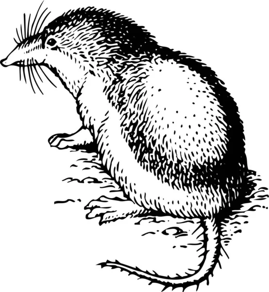 Zwart Wit Vector Illustratie Van Spitsmuis Spitsmuis Geïsoleerd Witte Achtergrond — Stockvector