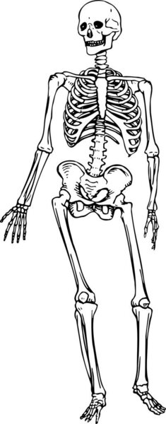 vector sketch of human skeleton on white background