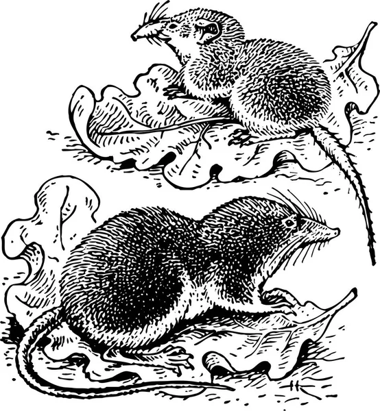 Черно Белая Векторная Иллюстрация Мыши — стоковый вектор