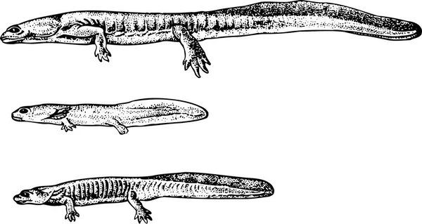 Illustration Lizard Animal — Stock Vector